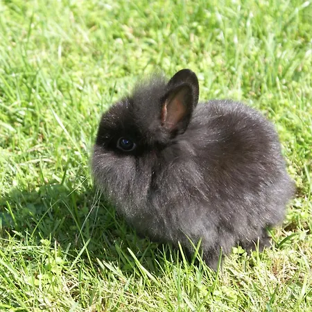 Eschenhof & Hotel Fulpmes