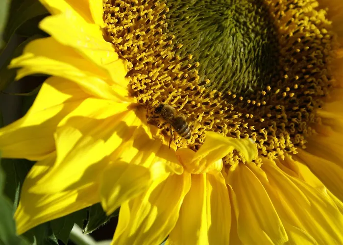 Hotel Eschenhof & 3*