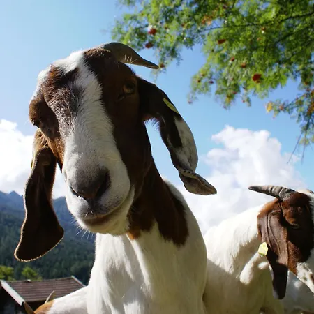 Eschenhof & ホテル